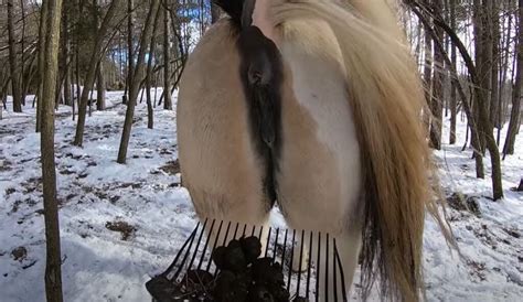 zoofilia horse|Horse Porn